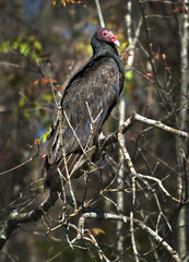 Turkey Vulture