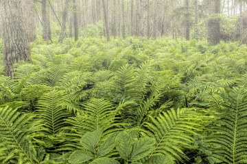 Natural Forest with Fern Plants