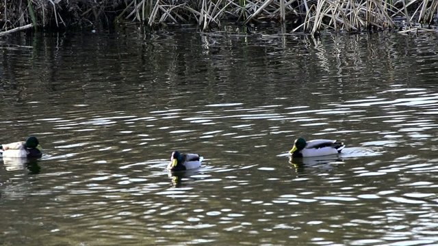 patos  salvajes