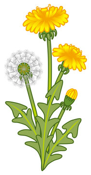 Dandelion