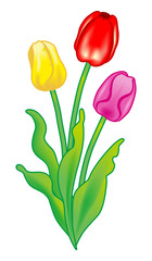 Tulip