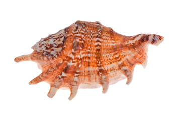 single orange shellfish on white