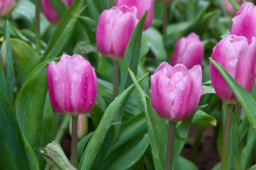 Beautiful pink tulip flower