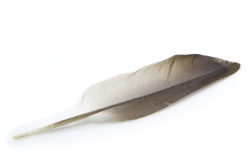 Pigeon's feather