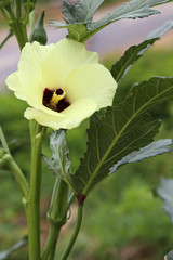 Okra plant with flower