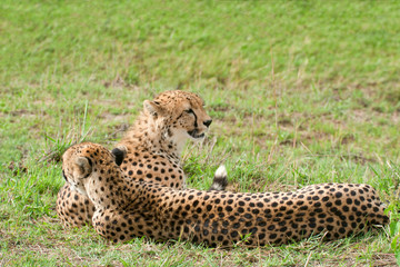 Cheetah (Acinonyx jubatus). Large-sized feline inhabiting most o