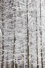Trees in the snow in the forest in winter