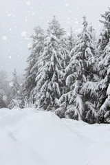 Trees in the snow in the forest in winter