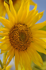 sonnenblume