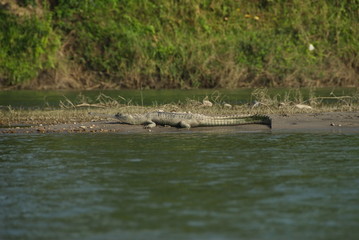 Crocodile