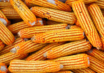 Fototapeta na wymiar Dried corn background