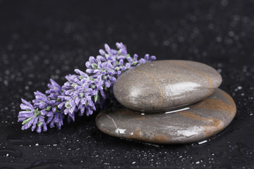 Fototapeta na wymiar spa stones with water drops and lavender on black background
