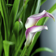 Isolated calla lily