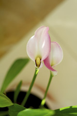 Isolated calla lily