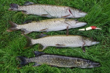 four pikes and bait
