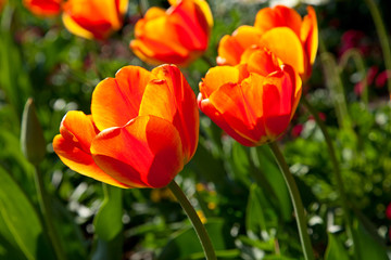 Tulips