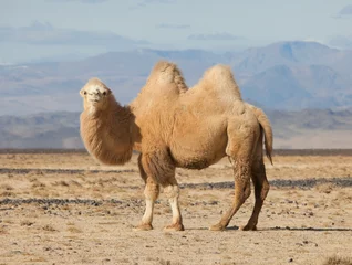 Fotobehang Kameel Bactrische kameel in de steppen van Mongolië