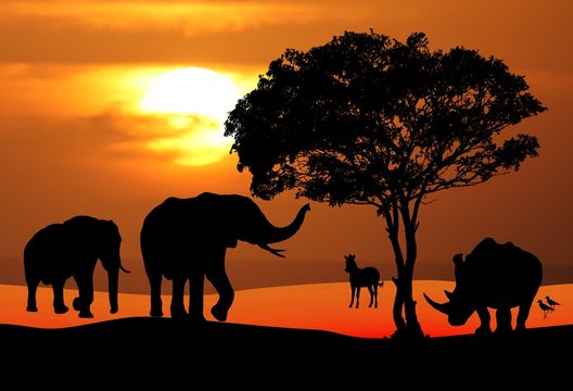 African Wildlife Sunset Scene