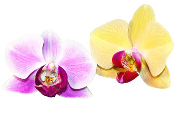 Fototapeta na wymiar Purple and yellow orchid flowers