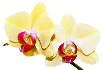 Obraz na płótnie Canvas yellow orchid branch