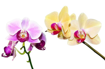Fototapeta na wymiar two branches of the orchid
