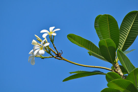 White frangipani bunch