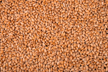 Wheat seeds background