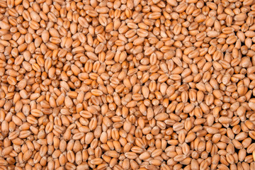 Wheat seeds background