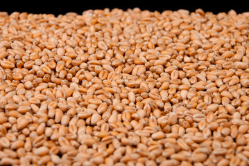 Wheat seeds closeup