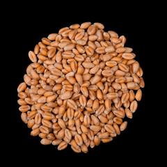 Wheat seed circle
