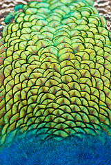 peacock vibrant plumage colours