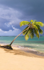 Palm Tree at Dominican Republic Beach