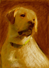 oil painting portrait of yellow labrador