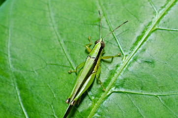 grasshopper in green nature