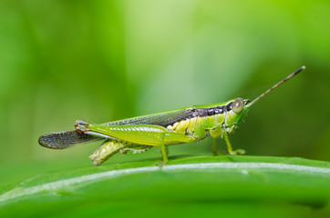 grasshopper in green nature