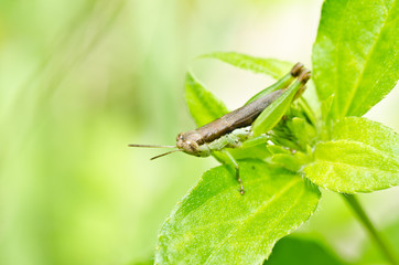 grasshopper in green nature