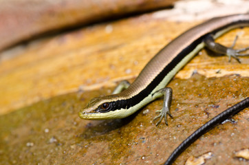 Skink in garden