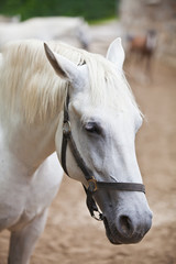 Closeup of a head of the white lipizzan horse in the lipizzan br