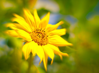 Background from the sunflowers shooted on 