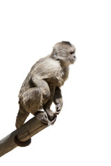macaque in a tree isolated