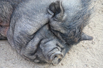 Hängebauchschwein - Pot-Bellied Pig