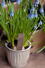 First Blue Springs flowers (Muscari) in a pot