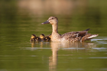 canne et ses petits