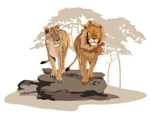African Lions