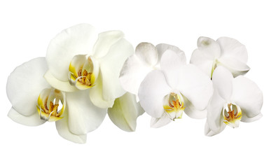 Fototapeta na wymiar Flower orchid