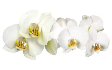 Photo sur Plexiglas Orchidée Flower orchid
