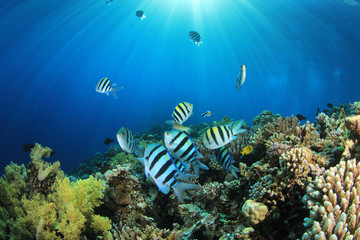 Naklejka na ściany i meble Tropical Fish i rafa koralowa w słońcu