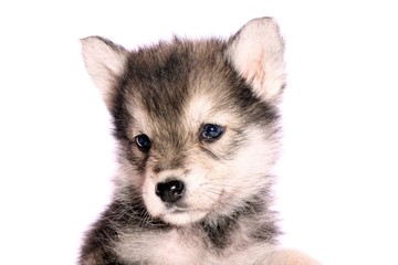Wolfshund Welpe Portrait © fotowebbox