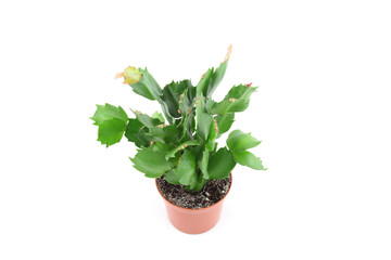 Schlumbergera
