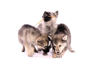 drei Wolfshund Welpen beim Fressen